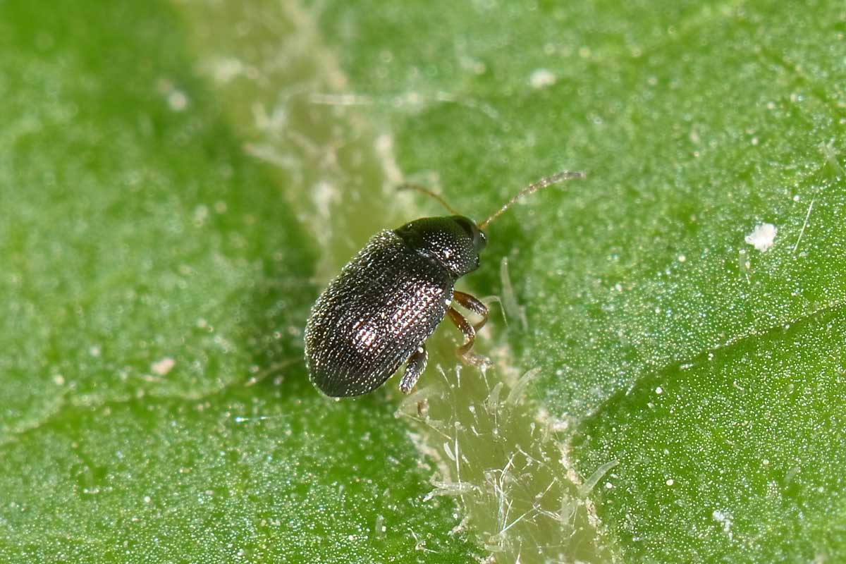 Epitrix pubescens, Chrysomelidae